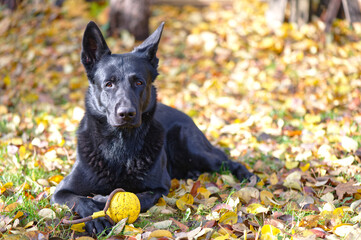 Black German shepherd on autumn leaves