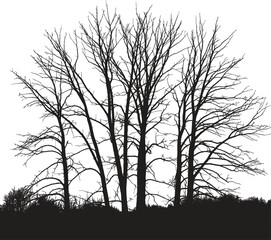 A stark silhouette of leafless trees against a white background creating a minimalist winter scene image