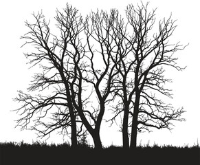 Silhouette of bare trees with intricate branches against a white background in a stark winter scene