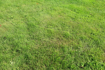 Green summer grass lawn. Garden.