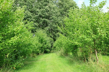 Fototapeta premium Very green garden and lawn. Nature one Swedish summer day in July. Greenery.