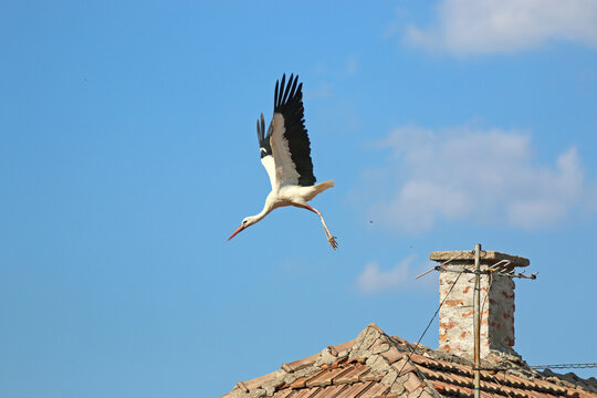White stork flying from a chimney	