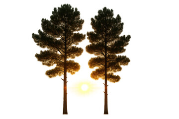 Obraz premium Pine trees backlit by intense glowing sun or sunset light, creating a dramatic silhouette view with transparent background
