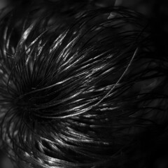 Obraz premium Black and white abstract macro texture of Pulsatilla seed head