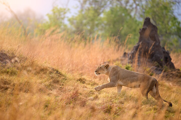 Lioness striding through golden grass in Moremi, Botswana, lit by pastel morning light. Ideal for: conservation stories, safari travel, big cat behavior features. Colours: gold, green, brown.