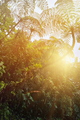 Dawn in the Costa Rican cloud forest, with sunrise in the green tropical rainforest. Dense Central American forest.