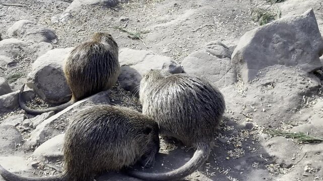 Group of grey nutrias eating on the riverbank &mdash; wildlife behavior of semi-aquatic animals in their natural environment