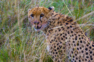 Cheetah (Acinonyx jubatus), portrait of an adult cheetah after feeding in the tall yellow grass of the plains.