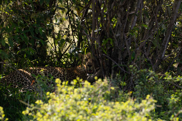 Leopard (Panthera pardus), typical leopard sighting during safari. Leopard in dense impenetrable bush.