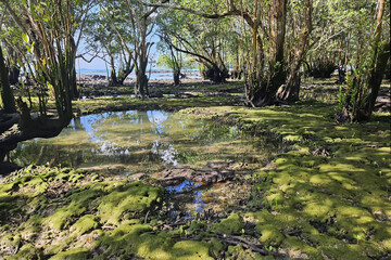 Coastal Panamanian forest on the shores of the Caribbean Sea.