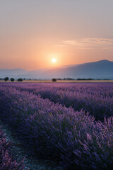 breathtaking sunset over blooming lavender field in france essence of tranquility