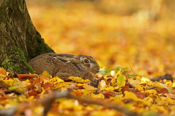 Zając szarak, hare, (Lepus europaeus)
