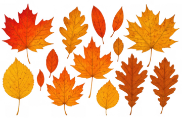 Autumn leaves set displaying maple, oak, and birch foliage in warm fall colors on transparent background