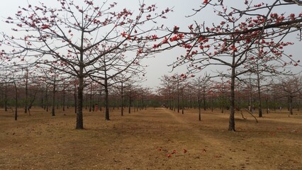 Beautiful rows of leafless silk cotton trees, Bombax ceiba, bursting with vibrant red blossoms in a...
