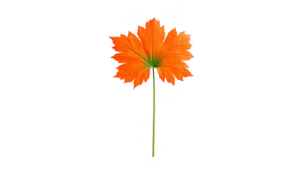 Orange maple leaf with green stem isolated on transparency background autumn foliage vibrant color nature detail seasonal decoration botanical element realistic texture fall concept