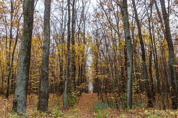 Fototapeta premium Autumn forest pathway surrounded by trees with yellow leaves on a cloudy day in a tranquil setting