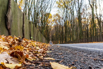Autumn leaves line a quiet road surrounded by tall trees on a peaceful day in the forest