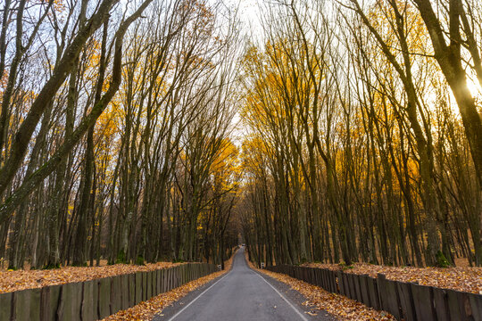 Peaceful autumn road surrounded by tall trees with yellow leaves in a quiet forest setting
