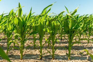 Obraz premium Healthy corn plants growing in a sunny field during early summer with clear blue skies