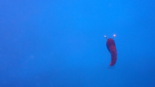 Underwater macro photo of a chironomid midge pupa with reflective antennae creating a glowing effect in blue water.