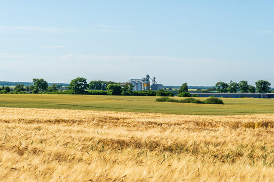 Golden wheat fields under a clear blue sky with a grain elevator in the distance during summer