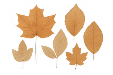 Autumn leaves set illustrating seasonal change and fall foliage, watercolor painting with transparent background