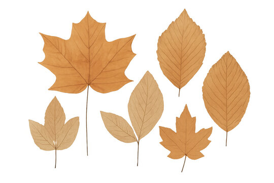 Autumn leaves set illustrating seasonal change and fall foliage, watercolor painting with transparent background