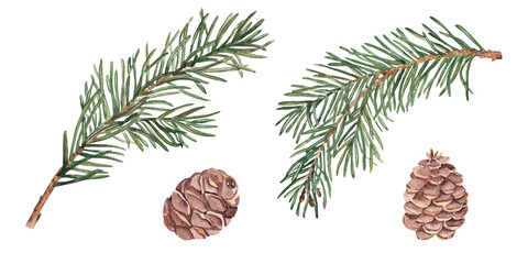 Pine or Fir Branches and cones set. Watercolor Hand painted illustration of Winter forest plant with green needles on white background. Pine or Spruce Twig For Christmas design, festive decor