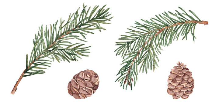 Pine or Fir Branches and cones set. Watercolor Hand painted illustration of Winter forest plant with green needles on white background. Pine or Spruce Twig For Christmas design, festive decor
