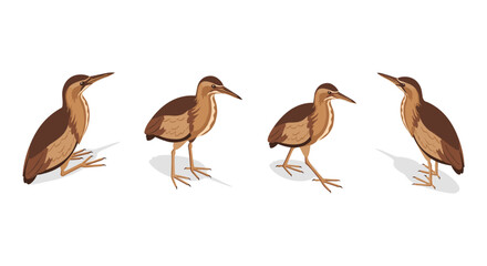 Obraz premium Realistic bittern birds in various poses with natural shadows