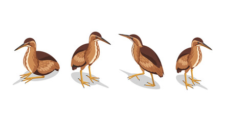 Isometric birds in different poses with white background