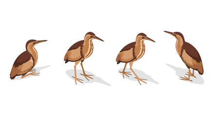 Obraz premium Bittern bird poses: detailed avian wildlife collection in natural stance