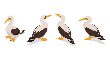 Flat style booby bird set on white background with different poses