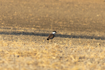 Spur-Winged Lapwing Standing in Open Field at Akrotiri, Limassol
