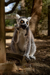 Obraz premium Detailed close-up of a lemur's face and eyes. Captures the animal's unique features.
