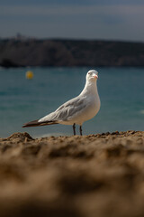 Seagull sits on the beach with the ocean and sky softly blurred in the background. Peaceful vacation vibe