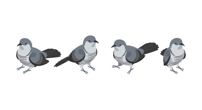 Cuckoo bird animation frames on white background