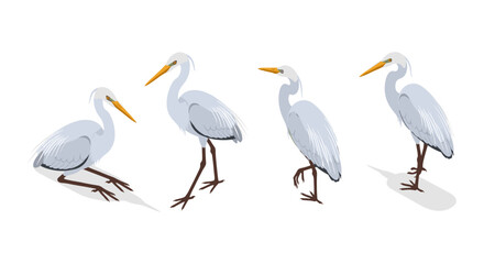 Fototapeta premium Elegant herons in diverse poses on white background