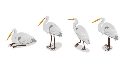 Obraz premium Great egret four poses set with flat design on white background