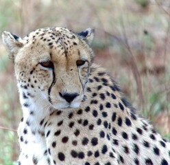 Close-Up Portrait of a Cheetah in the Wild