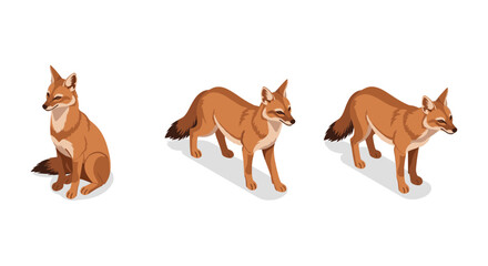 Isometric fox set featuring three adorable poses on a white background