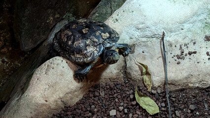 Obraz premium Cumberland box Turtle in aquarium. 