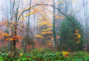 Forest landscape in autumn in the fog