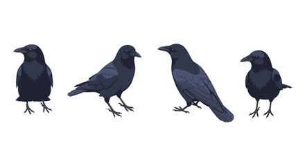 Obraz premium Dark elegant ravens in flat style with four unique poses on white background