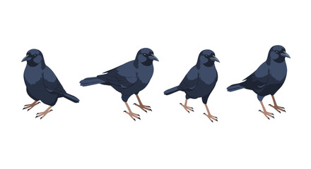 Obraz premium Realistic crow bird set with various poses isolated on white background