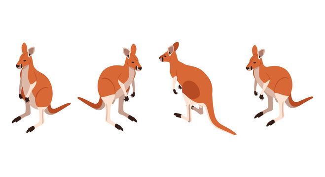 Isometric kangaroo set: dynamic poses and side views in modern style