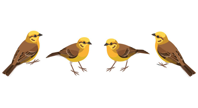 Colorful songbird collection on white background