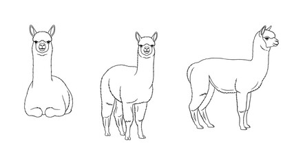 Naklejka premium Line art alpaca trio: front, side, and sitting views of cute animals