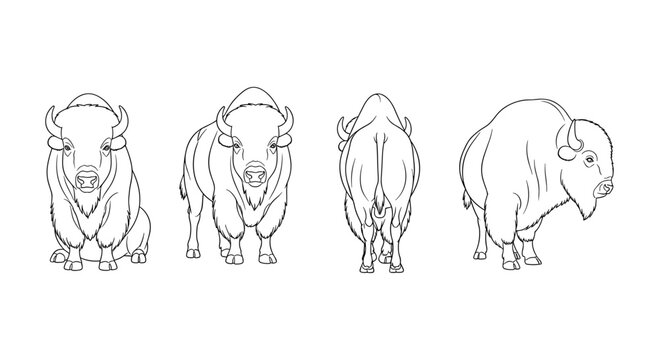 Bison line art collection: front, side, rear views of powerful animals