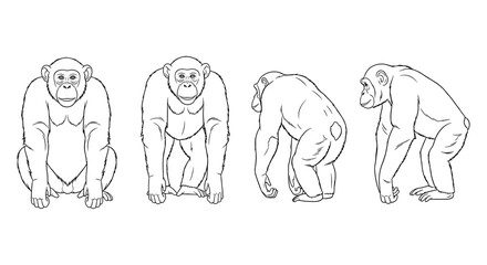 Realistic line art of chimpanzees in different poses